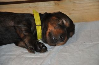 Jamniki d�ugow�ose